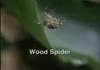 Spider On Drugs