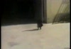 kitty
