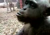 Window licking monkey
