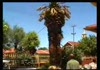 palm tree removal