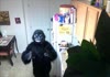 Gorilla Get Down