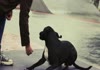 Dogboarding