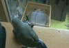 bastard bird
