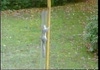 Super smart action squirrel.