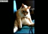 cat hiccups and farts at the same time