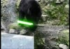 Ninja Bear Finds A Light Saber