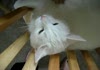 What cats think.