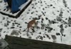 Dog hate Snow