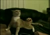 Opera cat.