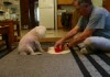 Peewee And His Bowl Tricks