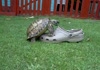 turtle screwing shoe