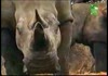 elephant has sex with a rhino