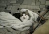 Cat licks air!