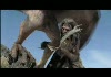 FedEx Ad (superbowl ad)
