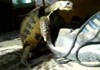 Horny Turtle Humps shoe