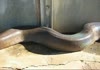 Dead Snake