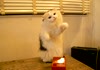 Kitty vs. Theremin.
