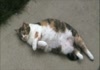 Do something cat