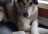 An old dog pic