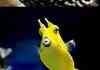fish friends 2