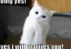 LOLcat