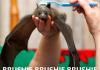 Brushie brushie brushie
