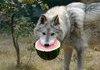 Waterwolf