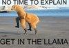 Llama