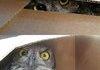 Owl Fort