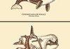 Whalesassin