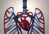 Lungs