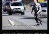 Why did the chicken cross the road?