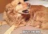 Funny golden cat and dog!