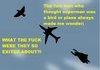 Super Bird Plane