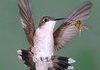 Nature Photo of the Day