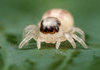cute spider