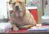 Clerk Dog