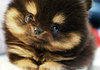 super-fluffy