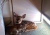 AFTER BEING SAVED FROM FOREST FIRE.