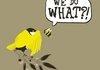 Birds and the Bees