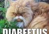DIABEETUS