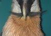 Moustache like a bird