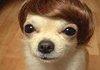 Austin puppers