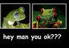 never lick a frog...