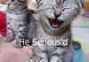 Serious and LOL cat