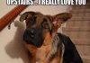 dogs