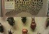 Beetles