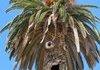 Thats a tree mon !