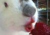 Bunny eating strawberry