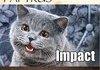 Cats as Fonts